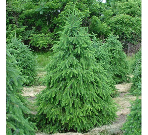 Ель сербская (Picea omoriкa) Р9
